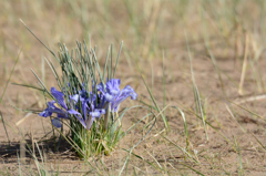 Iris tenuifolia Pall