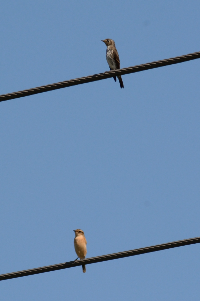 モズとエゾビタキ