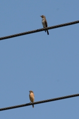 モズとエゾビタキ