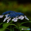 紫陽花2