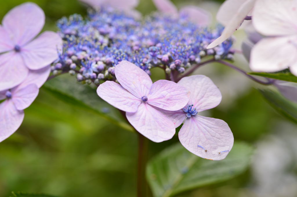 雨紫陽花