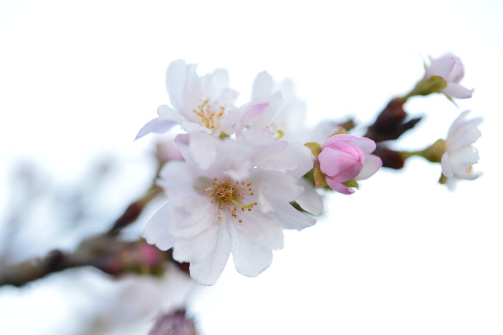 秋桜