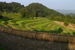 大山千枚田１