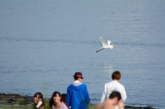 白鷺