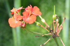残花