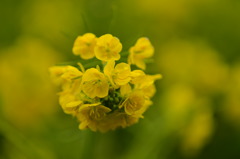 春雨花