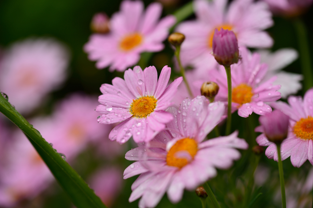 雨中花2