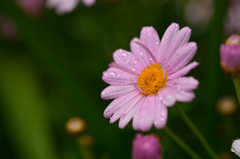 雨中花1