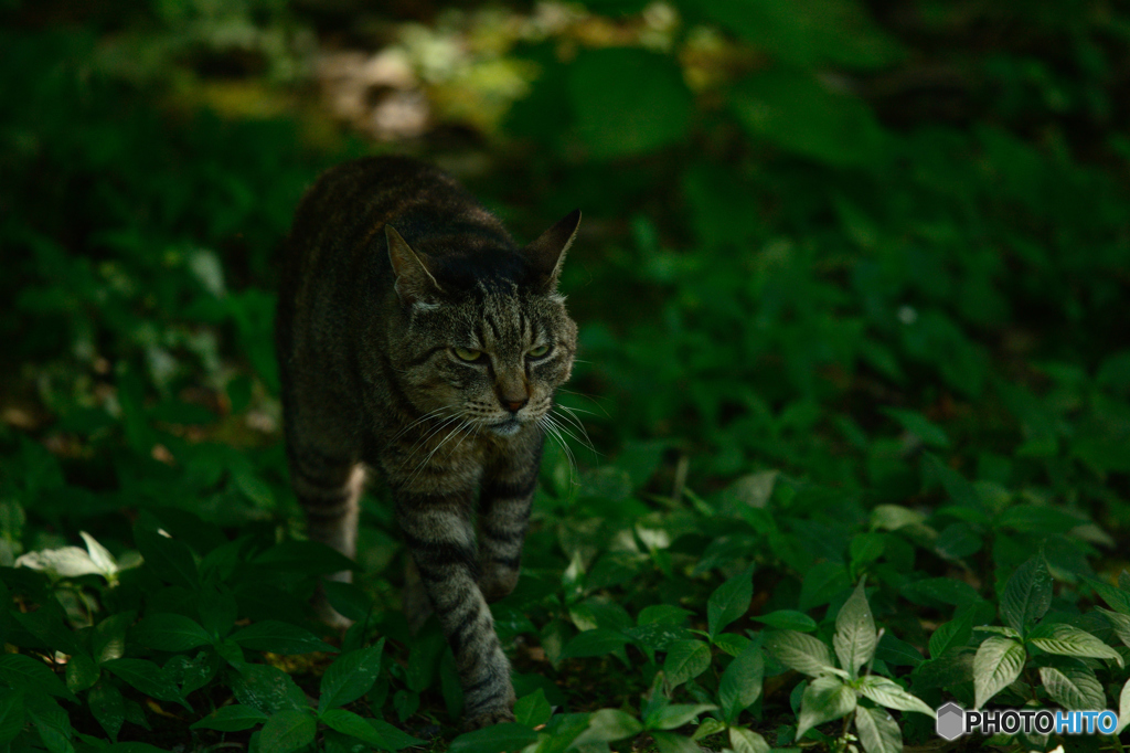 獰猛虎の出撃3