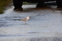 道に来た鳥