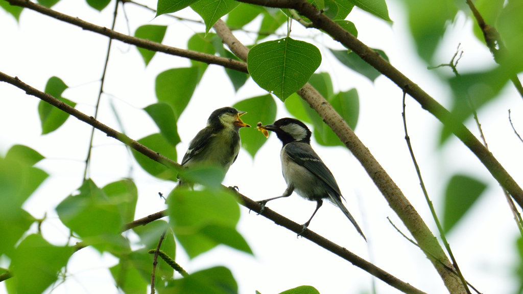 お食べ