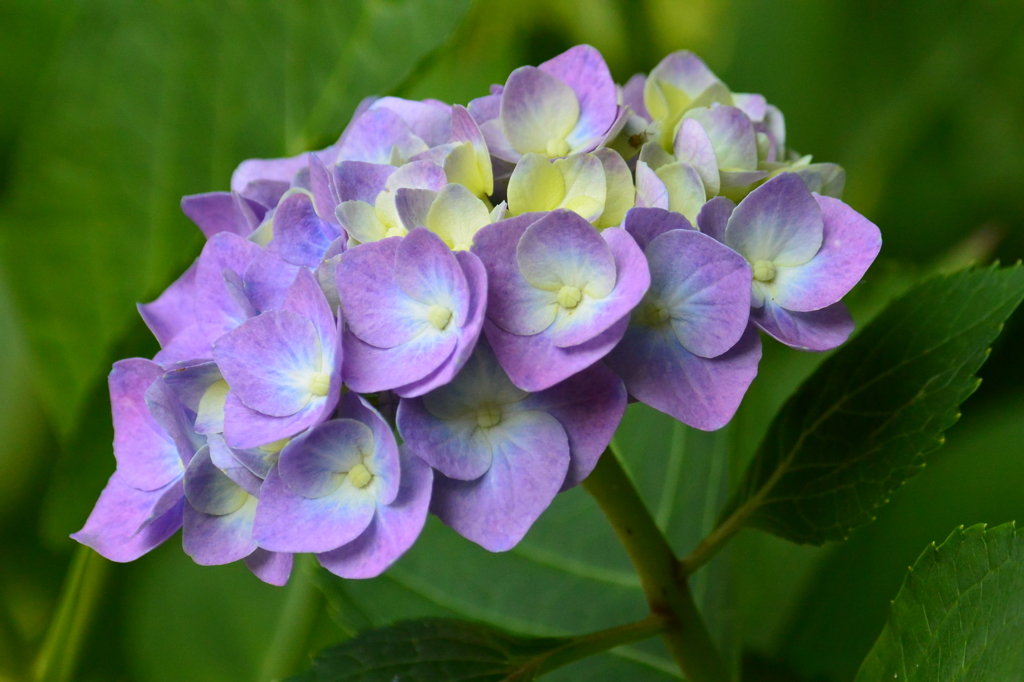 紫陽花