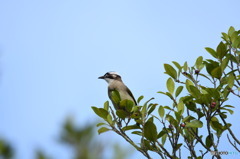 丹霞山の野鳥6