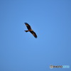 ドニャーナの野鳥達19
