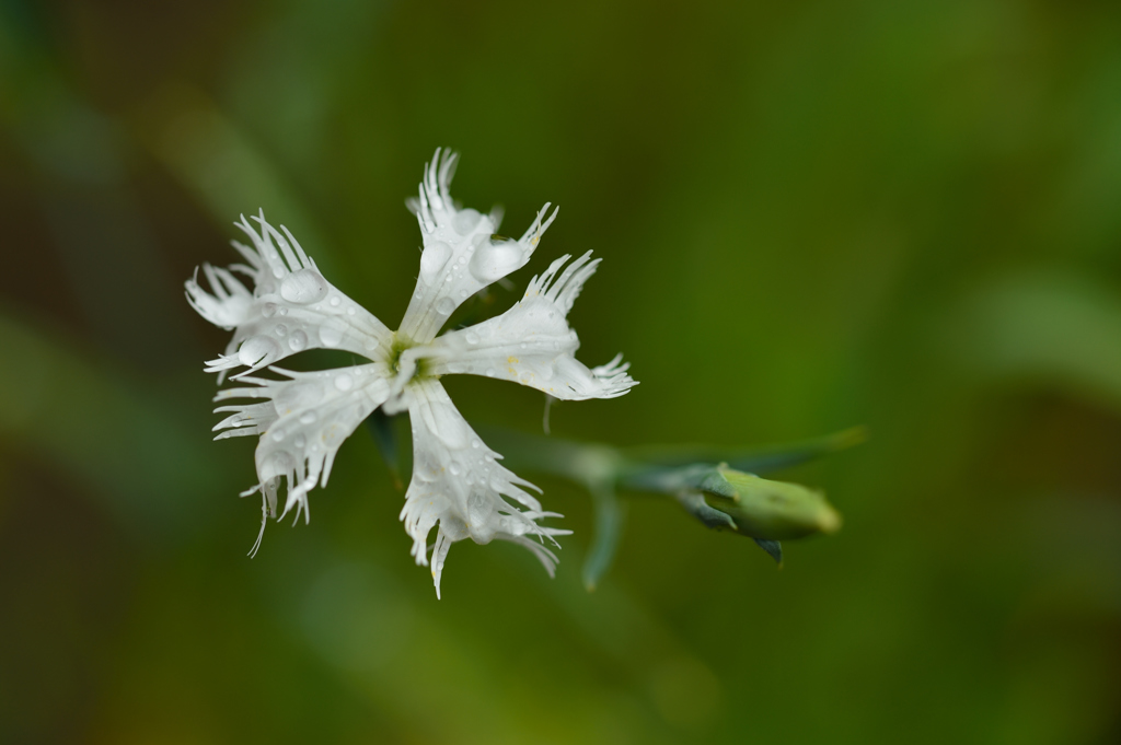 雨中花8