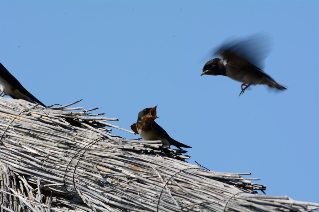 争いツバメ