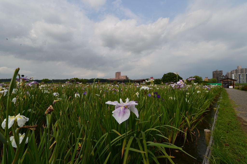 小岩菖蒲園