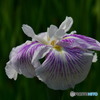 菖蒲5