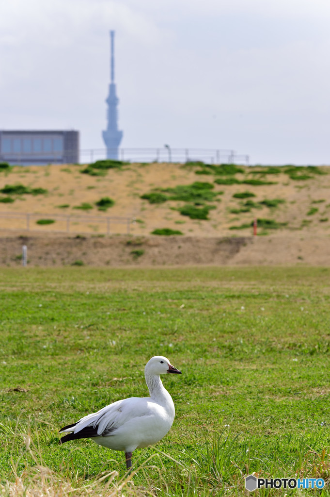 ハクガン