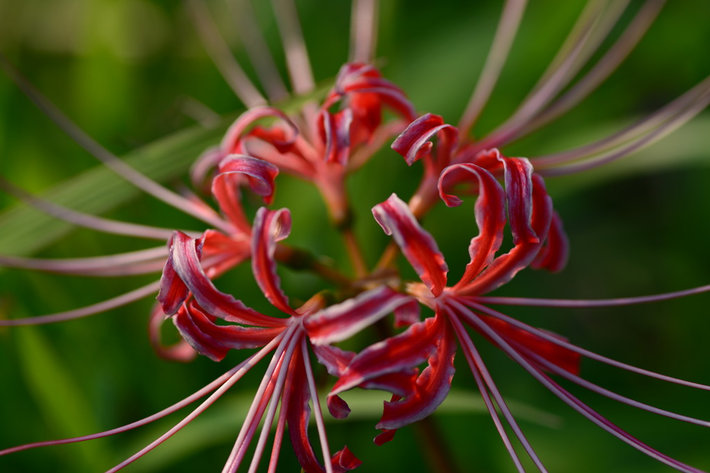 曼珠沙華