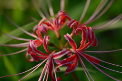 曼珠沙華