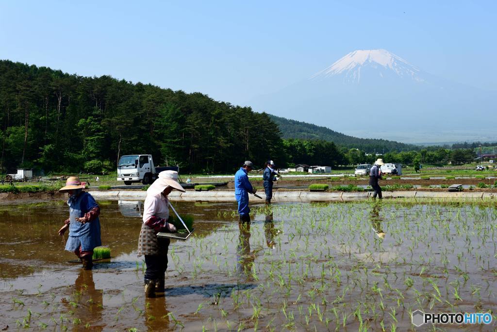 田植え
