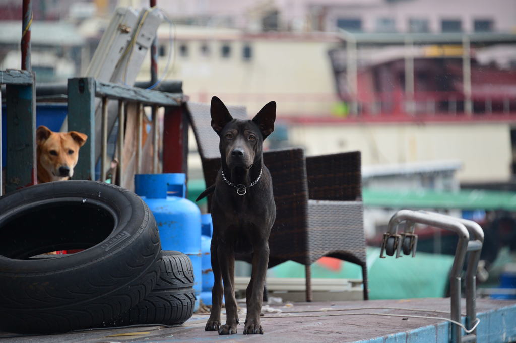 舟屋の番犬