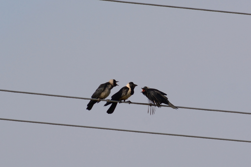 コクマルカラス