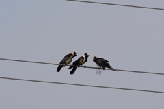 コクマルカラス