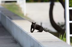 黒猫物語２