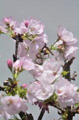 ベランダーに咲く