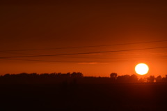 トウモロコシ畑と夕日１