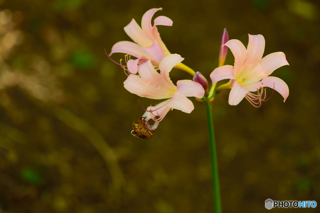 変わった花びら2