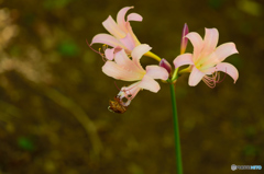 変わった花びら2