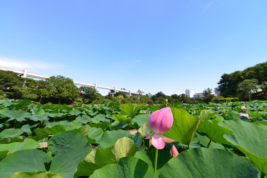 千葉公園蓮池3