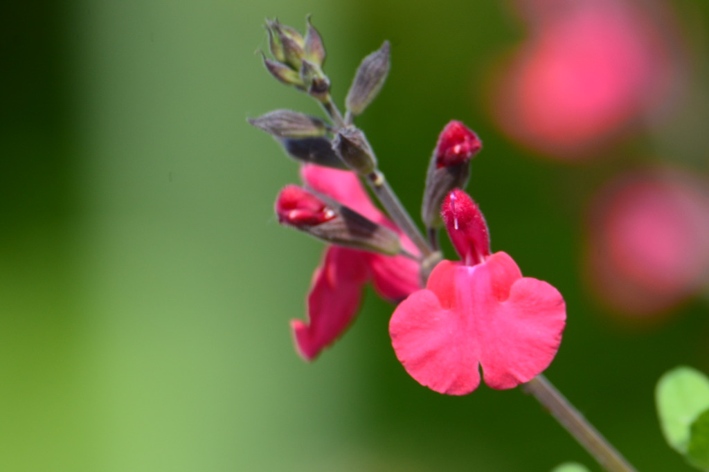 チェリーセージ