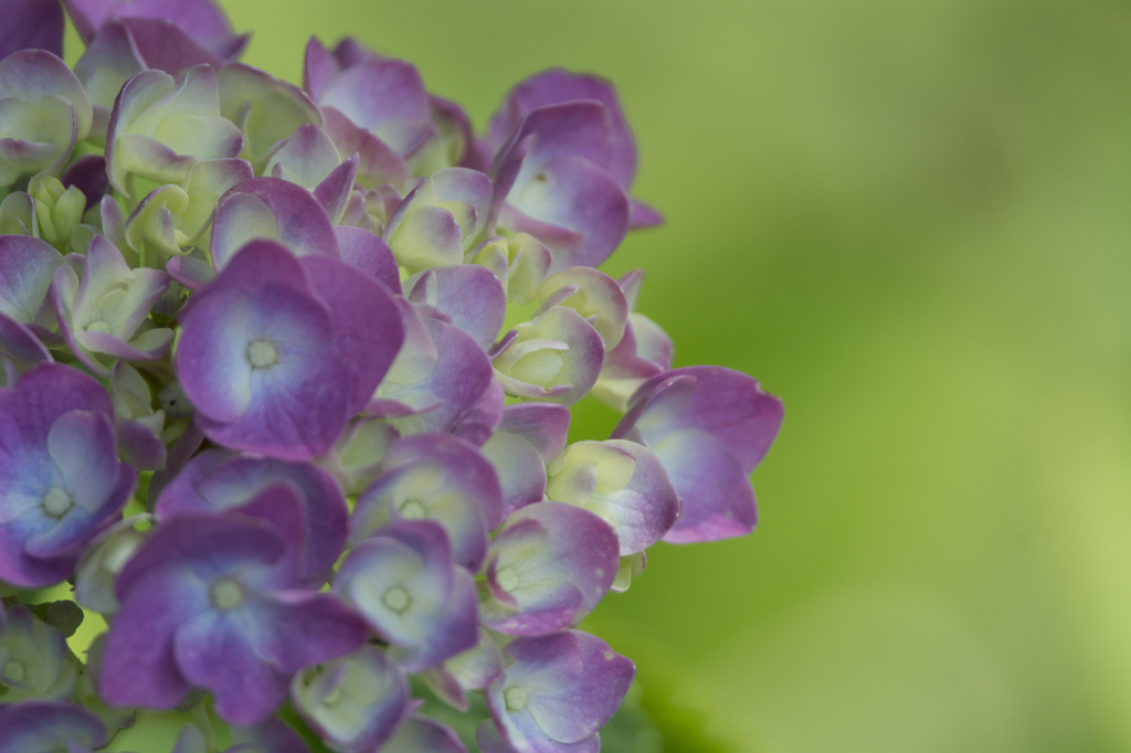 紫陽花