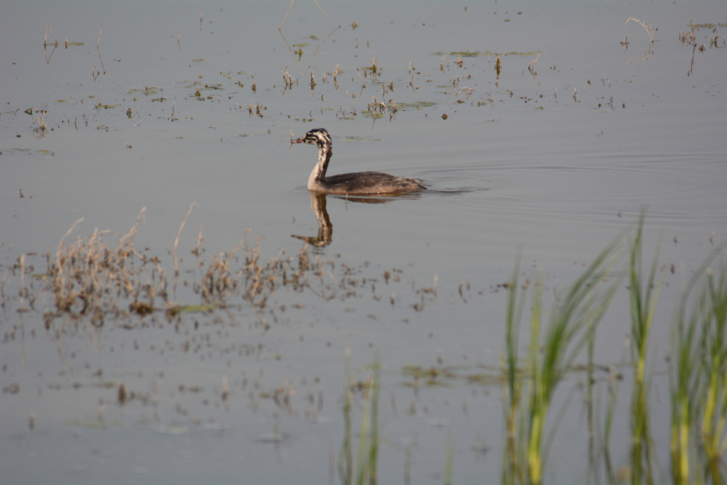 カンムリカイツブリ雛