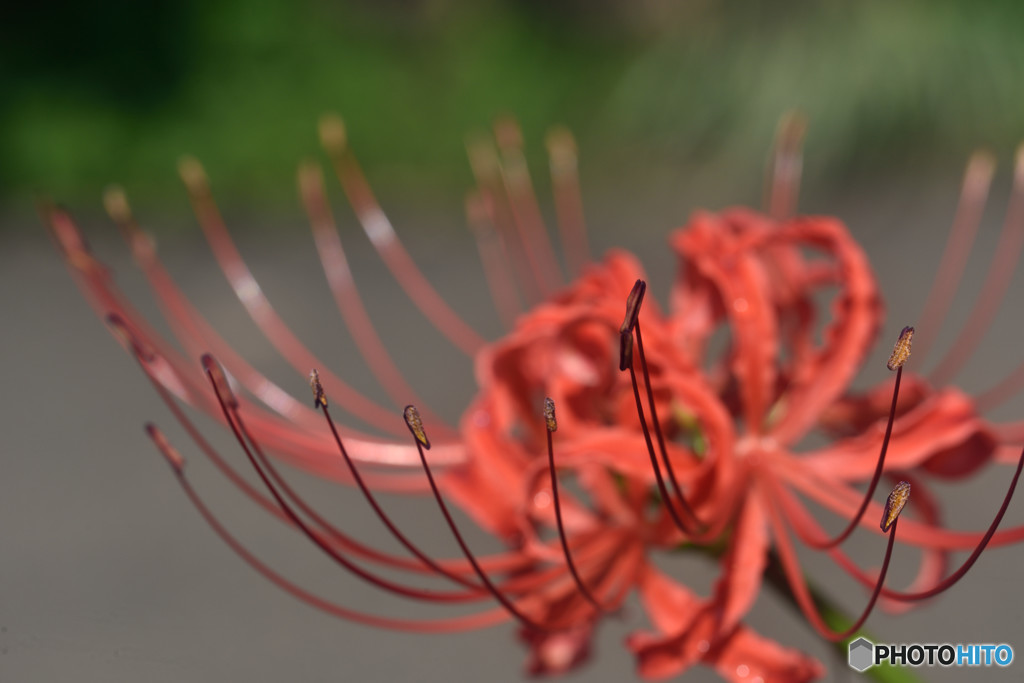曼珠沙華3