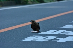 あらぁー誰のかなぁ