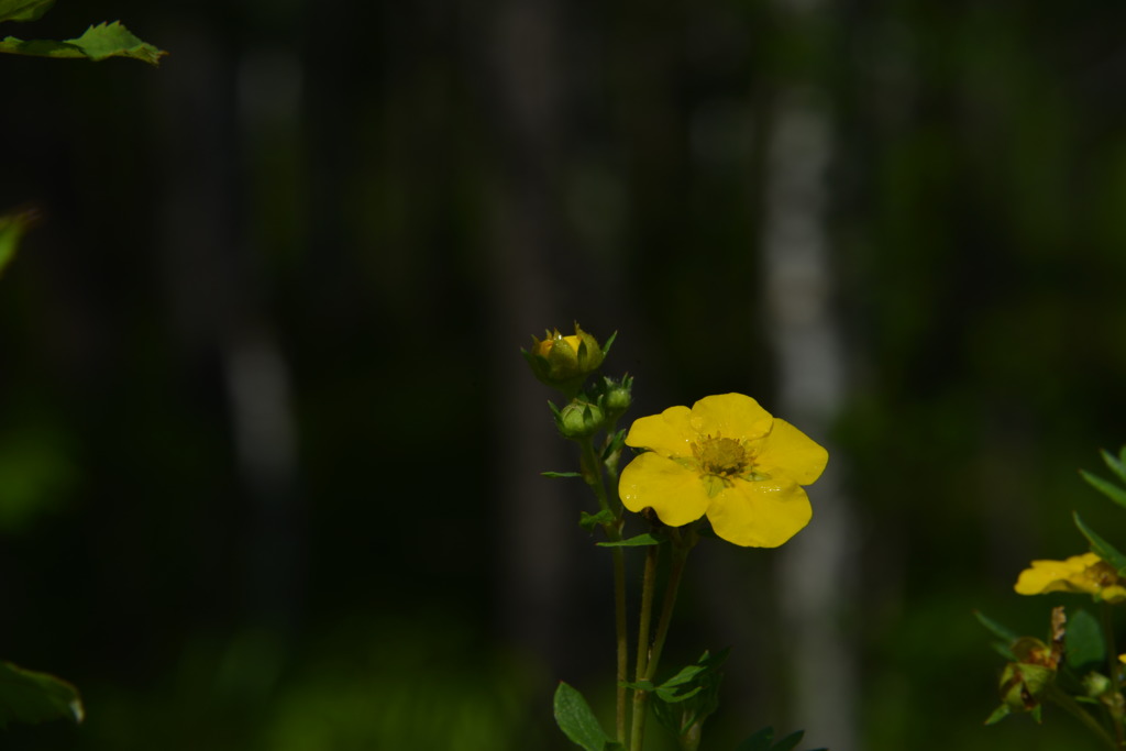 火山灰に生きる植物達