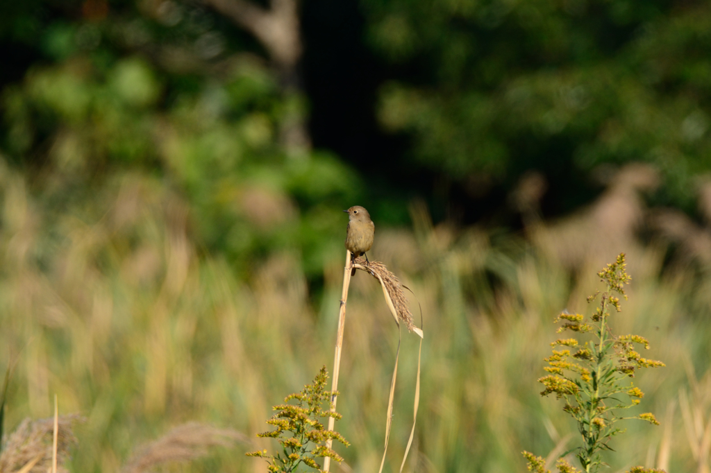 ジョウビタキ雌1