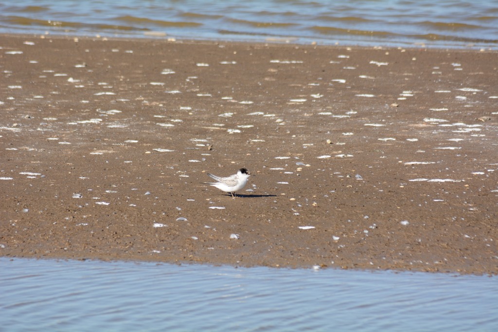 アカアシアジサシの雛