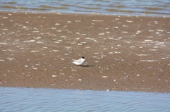 アカアシアジサシの雛