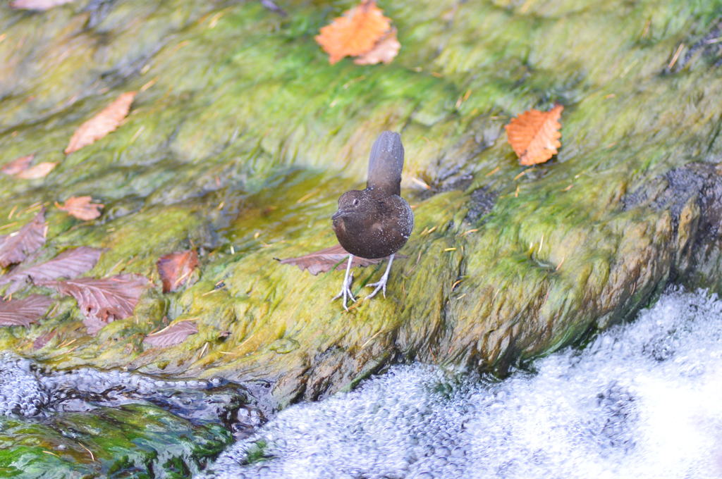 竜頭の滝の闘士