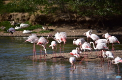 ドニャーナの野鳥達3