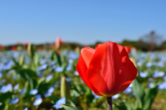チュウリップ花壇2