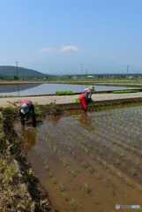 田植え