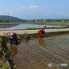 田植え