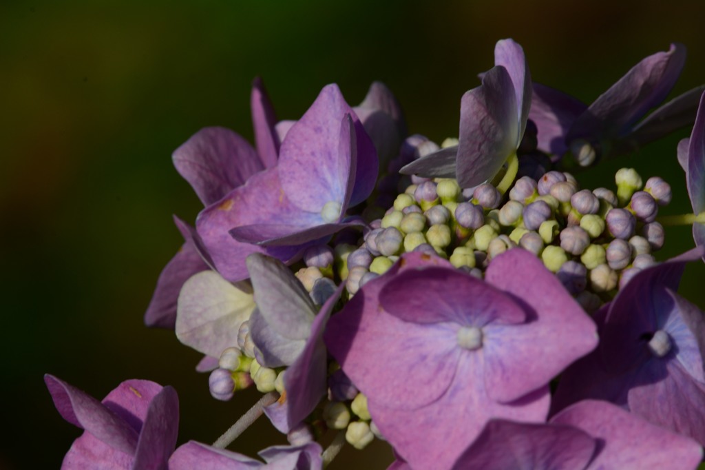 紫陽花